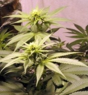 Early Queen Regular