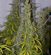 Mango Haze  Regular