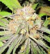 Deep Neville Regular