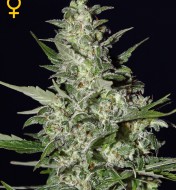 Super Critical Auto