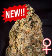 Diamond Queen Kush Auto