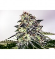 Sticky Dream Express