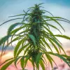 Vezelhennep CBD (1000 zaden)