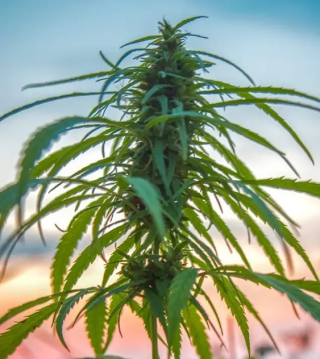 Vezelhennep CBD (1000 zaden)