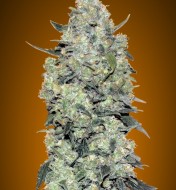 Automatic Collection 3