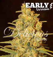 Critical Sensi Star Early Version