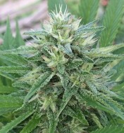 Panama x Bangi Haze Regular