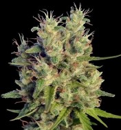 Super Malawi Haze Regular