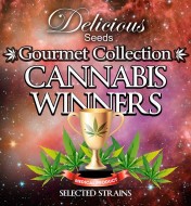 Gourmet Collection Automatic 1