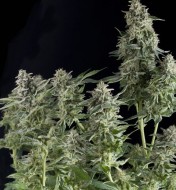 Auto Northern Lights