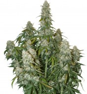 Big Bud Auto