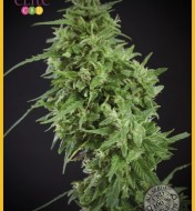 Amnesia Haze Ultra CBD