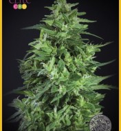 Llimonet Haze Ultra CBD