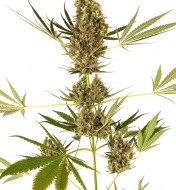 Alpine Delight CBD Auto