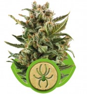 White Widow Automatic