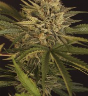 Dr Greenman Pure CBD