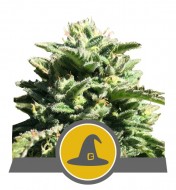 Exotic Witch Regular