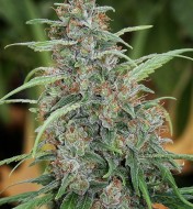 Fast N'Glorious Regular