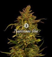 Tropicanna Glue