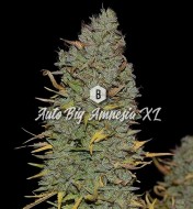 Auto Big Amnesia XL