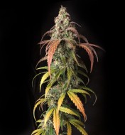 Auto Black Jack Herer