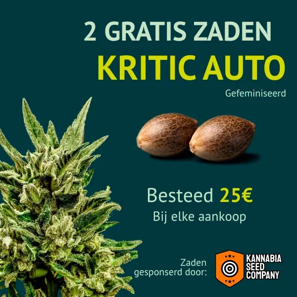 Kannabia Kritik Auto