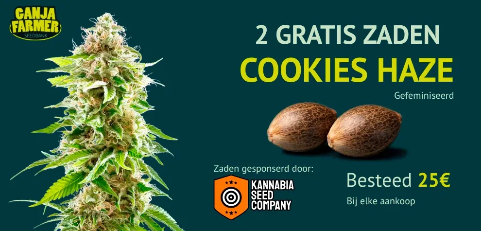 Kannabia Cookies Haze