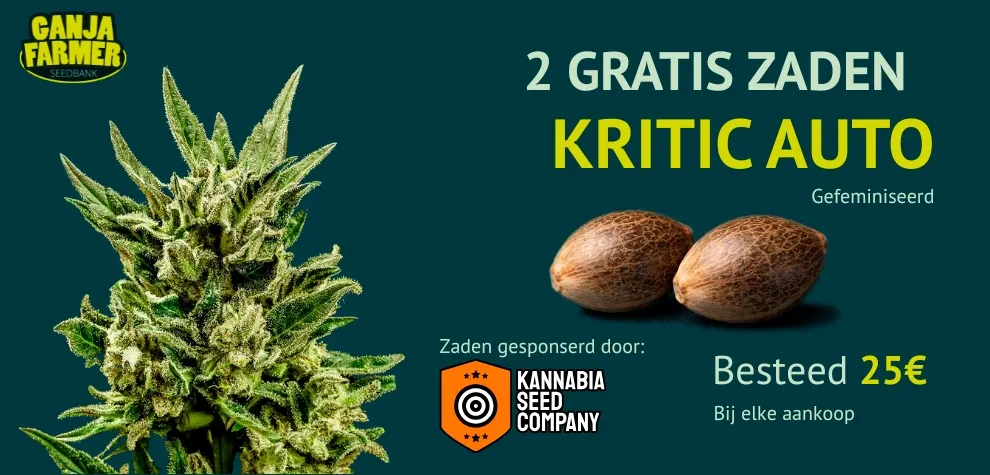 Kannabia Kritik Auto