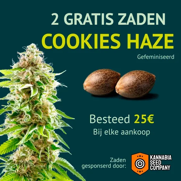 Kannabia Cookies Haze