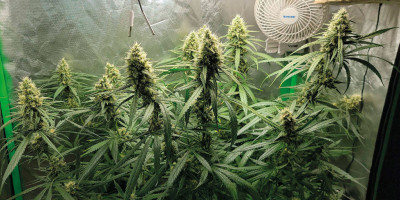 Gorilla Glue &ndash; een paar woorden over deze uitzonderlijk interessante hybride