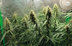 Gorilla Glue &ndash; een paar woorden over deze uitzonderlijk interessante hybride